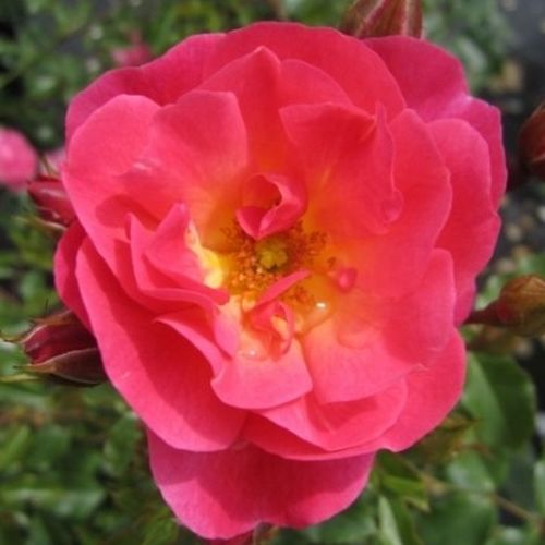 E-commerce, vendita, rose, in, vaso rose floribunde - rosa - Rosa Maxi-Vita® - rosa non profumata - W. Kordes & Sons - ,-